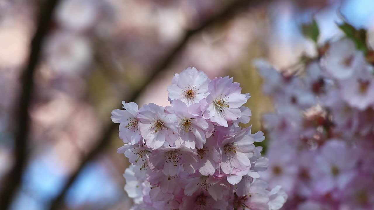 Pink cherry blossoms blooming on a branch against a blurred background