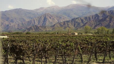 picturesque view of a vineyard with the imposing andes mountains in the background