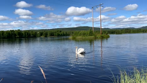 a beautiful white swan swimming in a lake, while clouds reflecting in the water