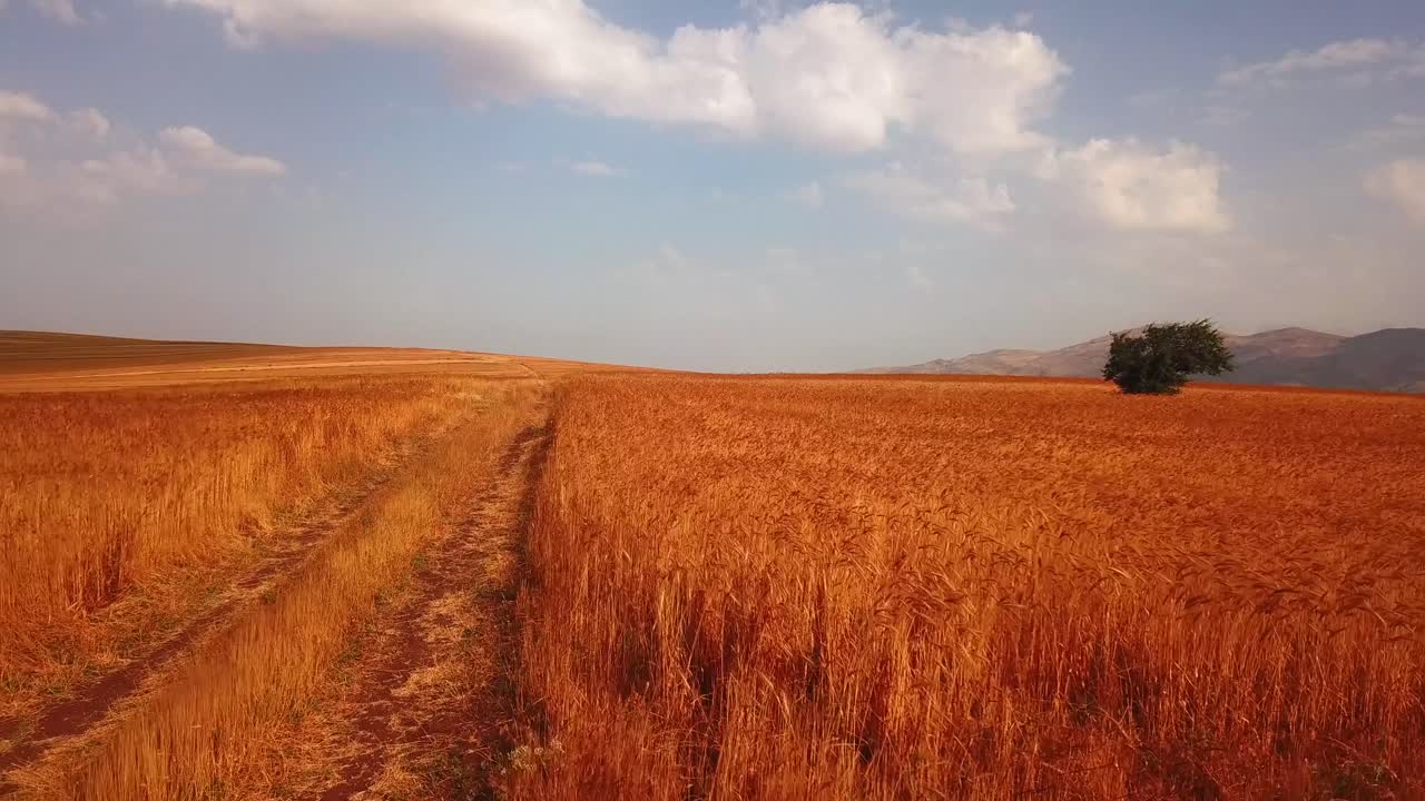 Drone flying over a wheat field during sunset