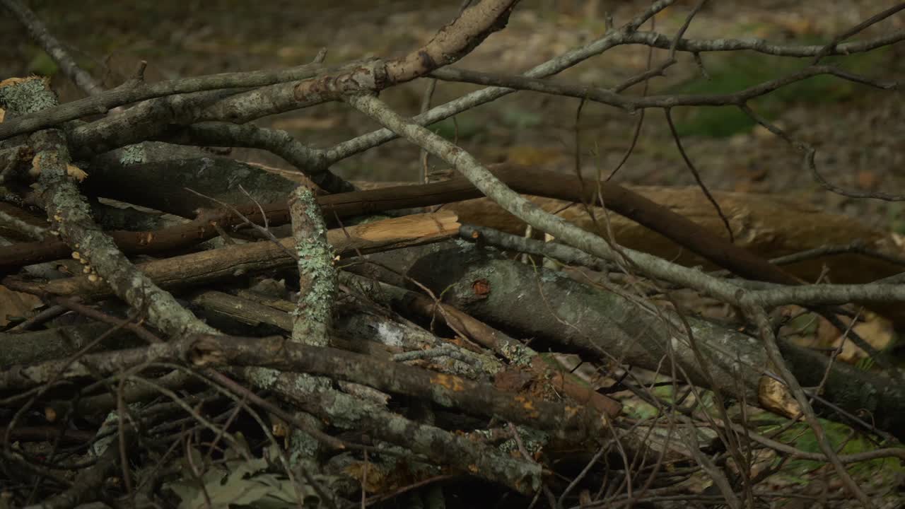 Pile of branches and twigs to be used for fire wood at a campsite