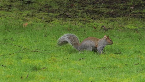 squirrel digging in grass then jumps away