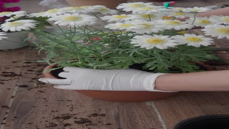 woman gardening with white flowers