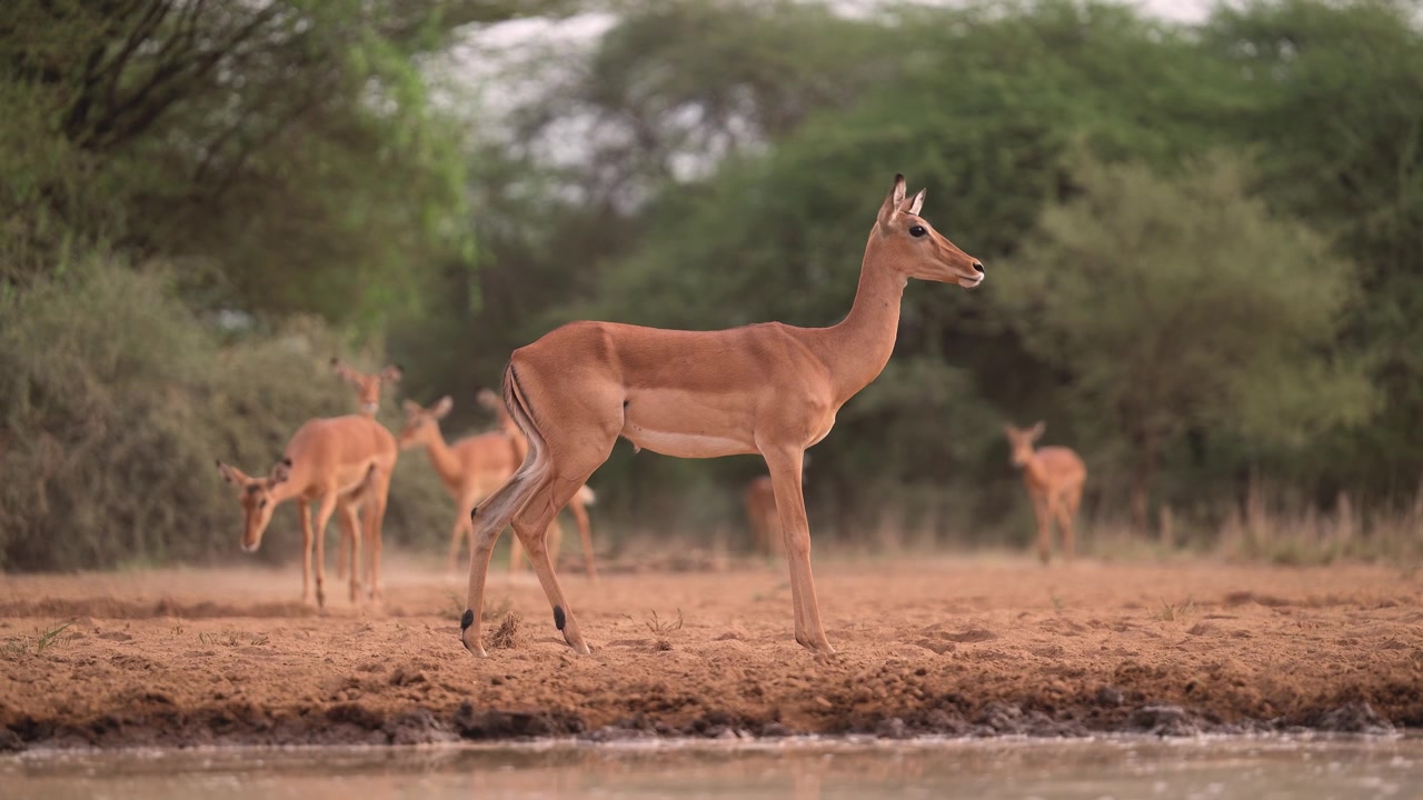 Impala i Afrika, safari-dyr på afrikansk vildmarkssafari, lavvinkeloptagelse i øjenhøjde i naturen i deres naturlige habitat i Kenya.
