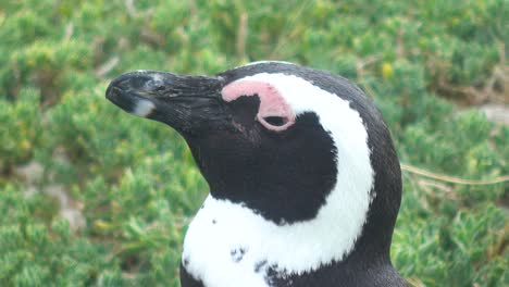 Nahaufnahme-Eines-Afrikanischen-Pinguins-Am-Boulders-Beach-Mit-Geschlossenen-Augen-Und-Blinzelnd