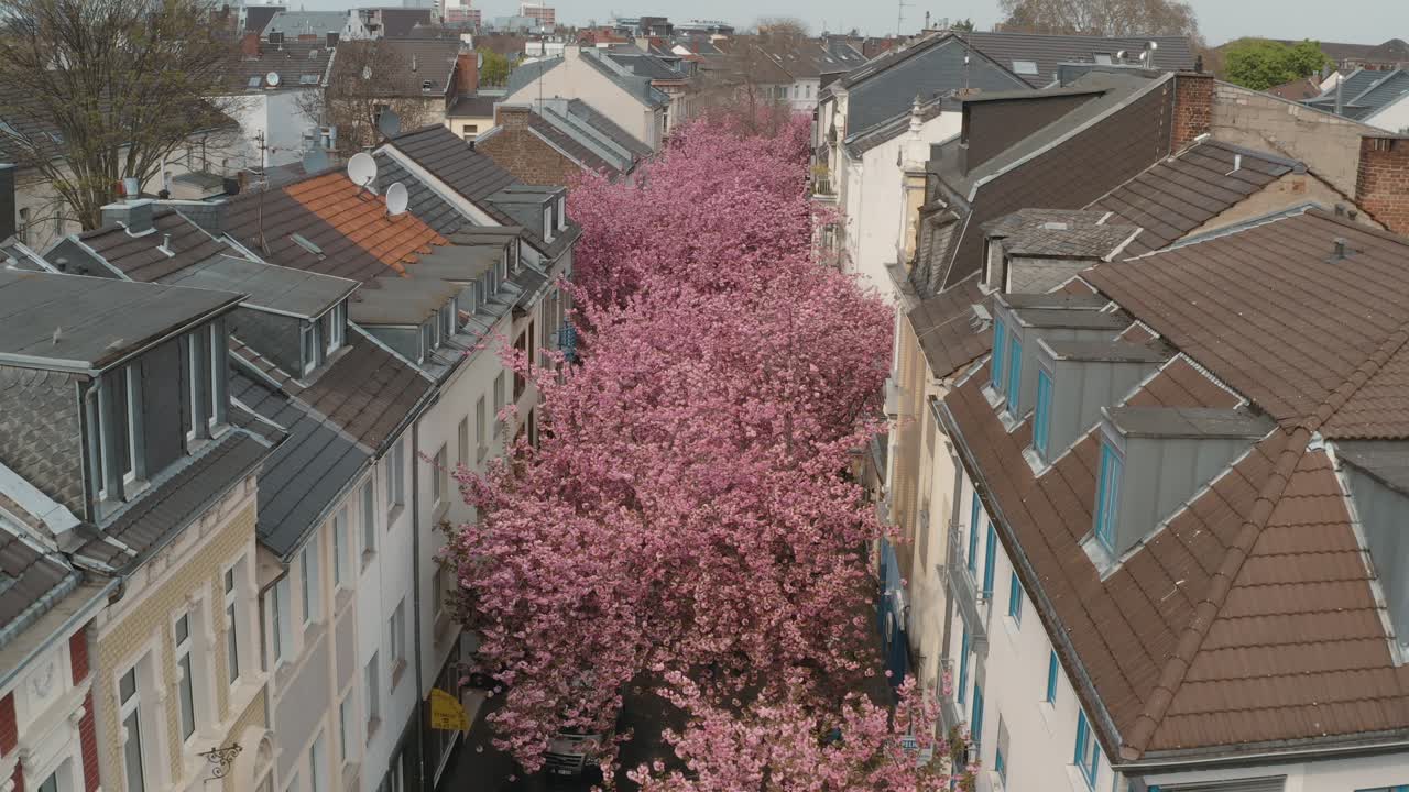 무인 항공기 - heerstraße heerstreet breitestraße bonn 관광 25p에서 kirschbluete 벚꽃의 공중 무인 항공기 샷