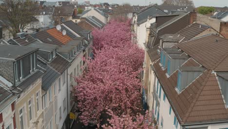 Drone---Aerial-drone-shot-of-the-Kirschbluete-Cherry-Blossom-in-the-Heerstraße-Heerstreet-Breitestraße-Bonn-Tourism-25p