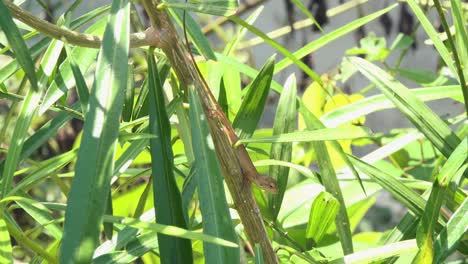 lagarto sentado en una rama rodeada de hojas verdes