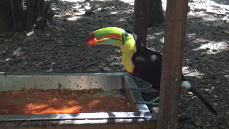 toucan eating food from a trough in cartagena colombia