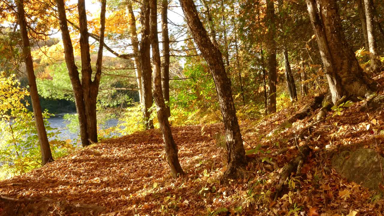 tiro panorámico lento que captura la vista panorámica de los bosques ribereños con hojas caídas en el suelo durante la temporada de otoño