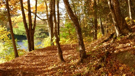 Slow-pan-shot-capturing-scenic-view-of-riverside-woodlands-with-shed-leaves-on-the-ground-during-autumn-season