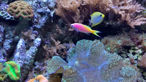 a colorful tropical fish aquarium full of life and movement