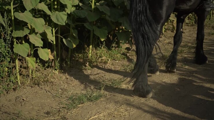 nahaufnahme der hufe von pferdebeinen auf einem feld