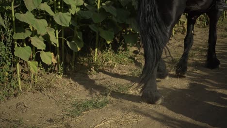 vista de cerca de los cascos de las patas de los caballos en un campo