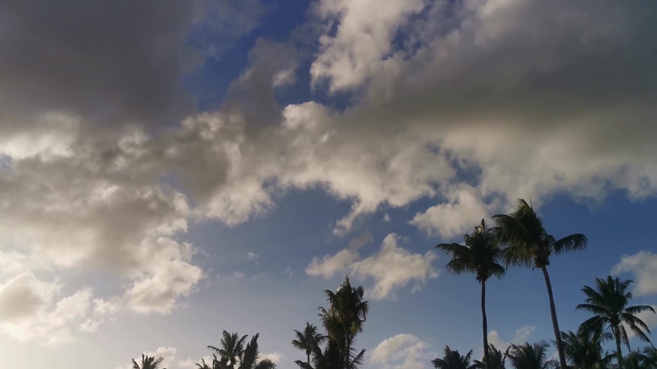 Clouds moving by in the windy sky with palm tress blowing in the wind.