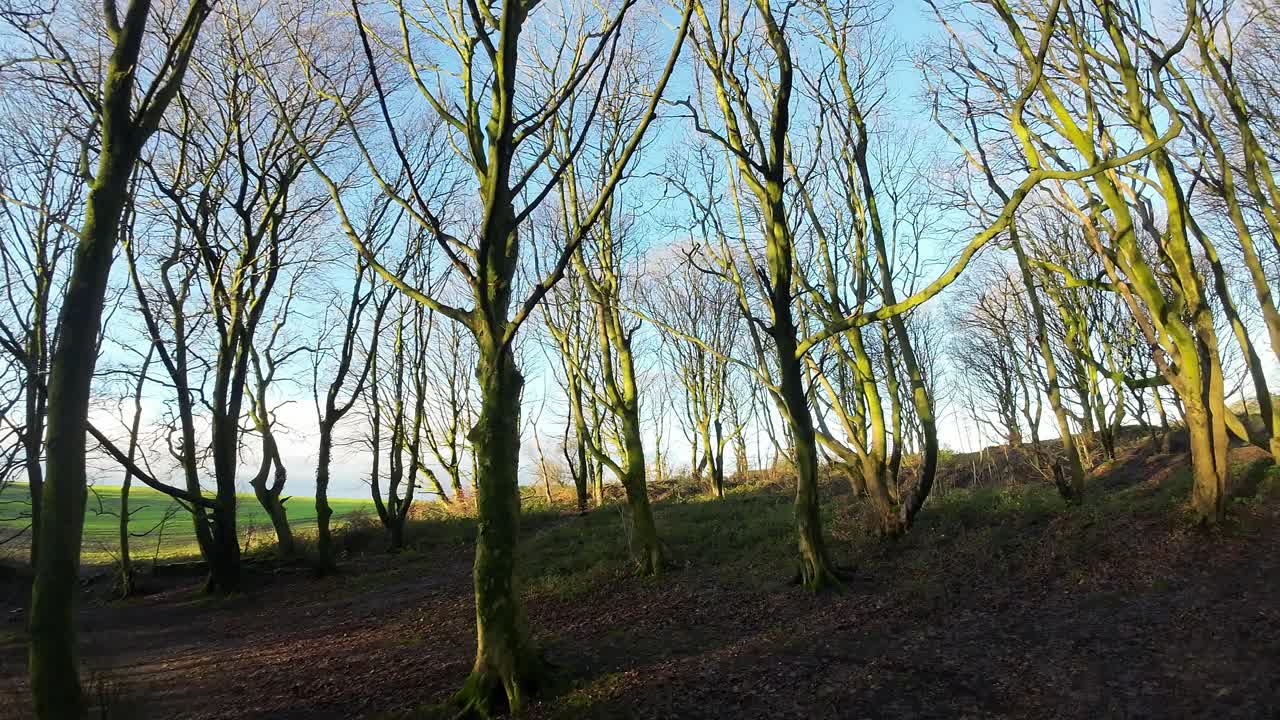 FPV drone flying through glowing golden sunrise woodland trees searching autumn terrain