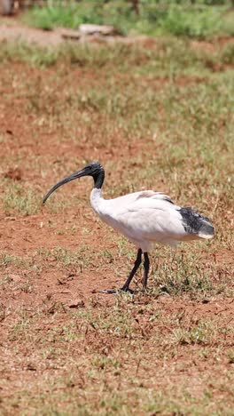 un ibis interactúa con las palomas en tierras de hierba.