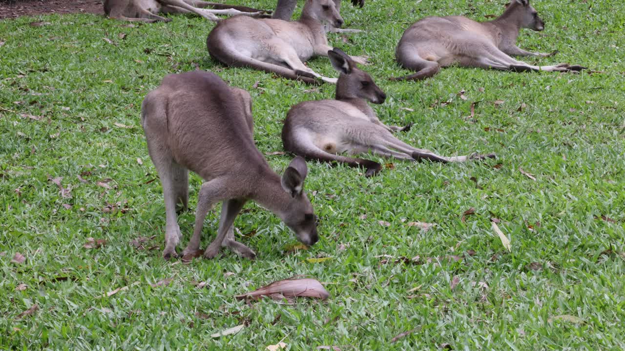 Kangaroos grazing and interacting on grassy field
