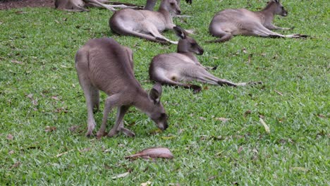 kangaroos grazing and interacting on grassy field