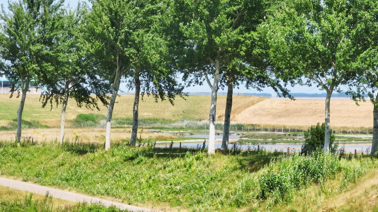 여름철 네덜란드 zeeland의 푸른 나무.