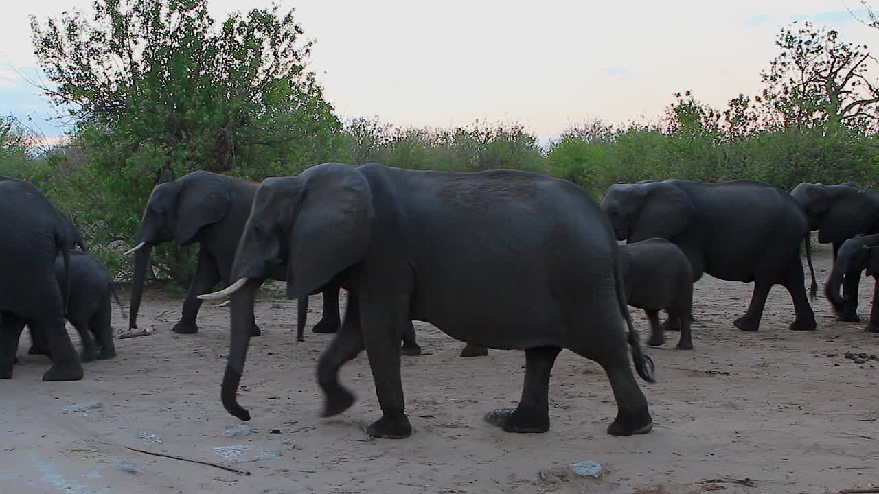 아프리카 부시 코끼리 무리가 초베 사바나의 모래사장을 지나갑니다.