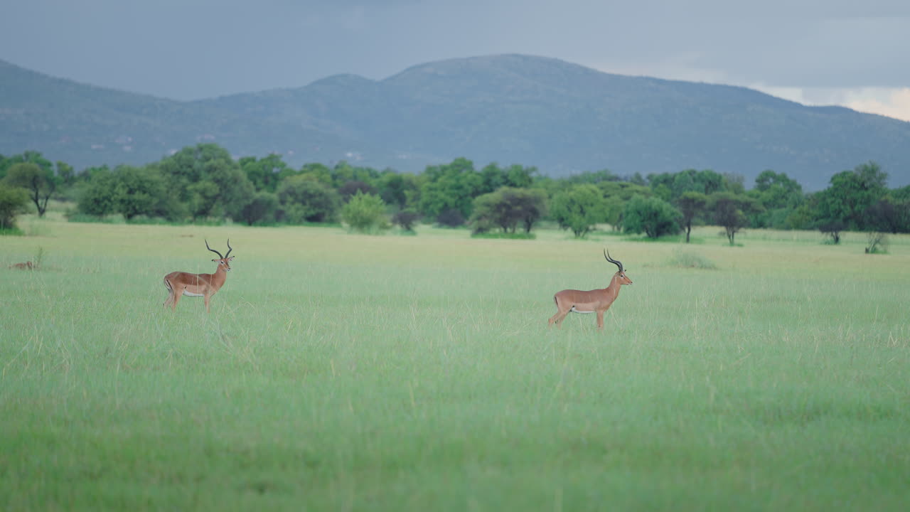 Impalas in a Grassy African Savanna Landscape
