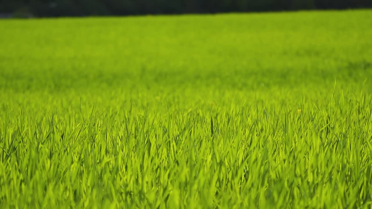 Long green stalks of cereals in the field sway in the wind. Spring sunny day. Young leaves of wheat. Selective focus