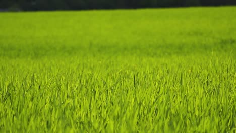 long green stalks of cereals in the field sway in the wind. spring sunny day. young leaves of wheat. selective focus