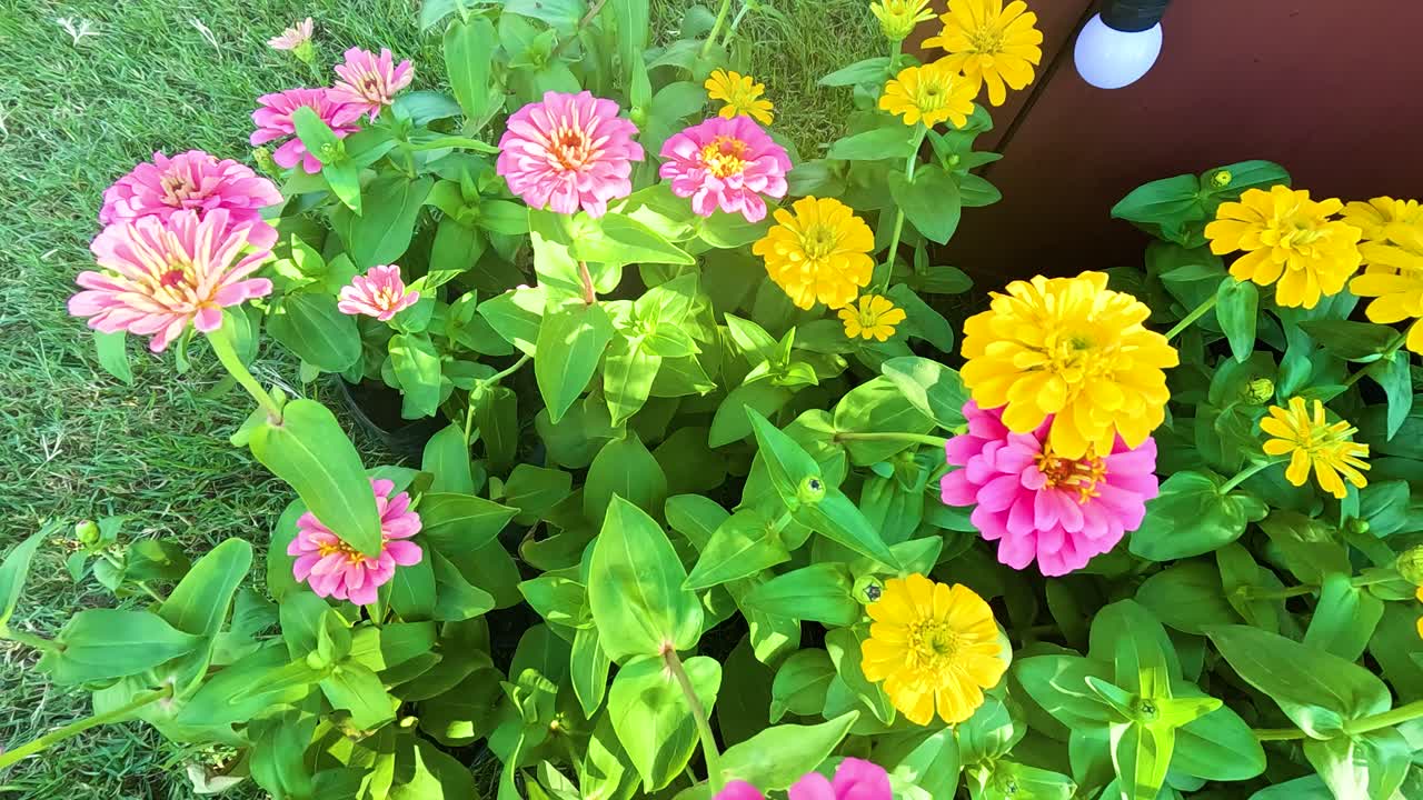 zinnias coloridas floreciendo en un jardín exuberante