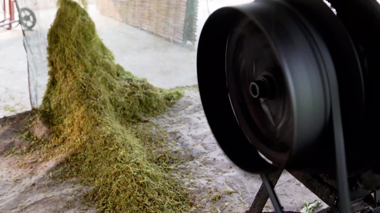 las hojas de tabaco se trituran utilizando una máquina como proceso de producción de tabaco