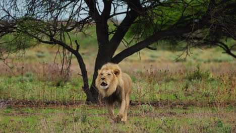 León-Caminando-En-La-Sabana-En-Kalahari-Central,-Botswana---Plano-General