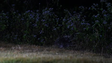 Malaiisches-Stachelschwein,-Hystrix-Brachyura,-Kaeng-Krachan-Nationalpark,-Thailand,-4k-aufnahmen