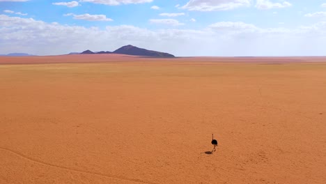antena como un avestruz muy solitario camina por las llanuras de áfrica en el desierto de namib namibia 1