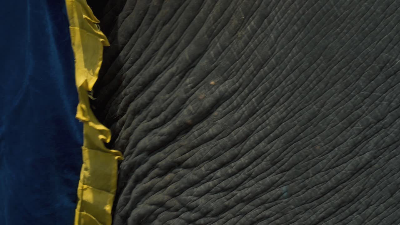 primer plano, elefantes en jaipur india. 4k