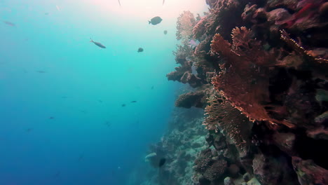 Underwater-reef-in-Sharm-El-Sheikh,-Egypt