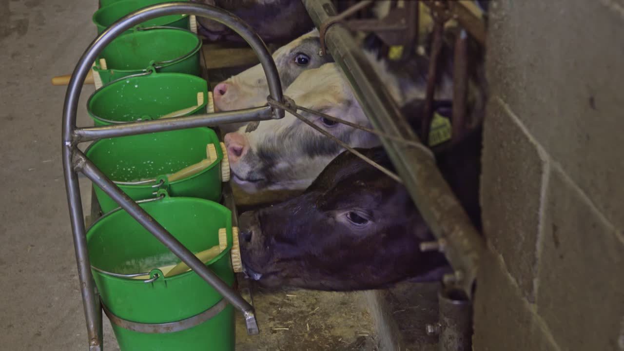 소는 양동이에서 물을 마신다 소는 양동이에서 물을 마신다