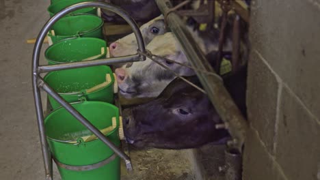 cows drink from buckets cows drink from buckets