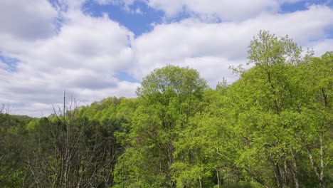 Flying-over-tops-of-trees-on-beautiful-sunny-day-with-blue-sky-and-puffy-clouds,-then-tilting-down-over-top-of-tree-to-reveal-the-ground