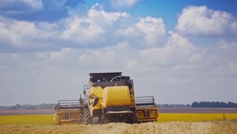 Back view of agricultural machine in work. Contemporary combine harvester farming on the background of yellow field during summer seasonal works.