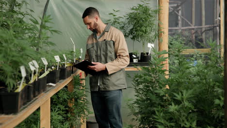 cannabis cultivation in a greenhouse