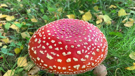 red inedible mushroom spotted on the grass red