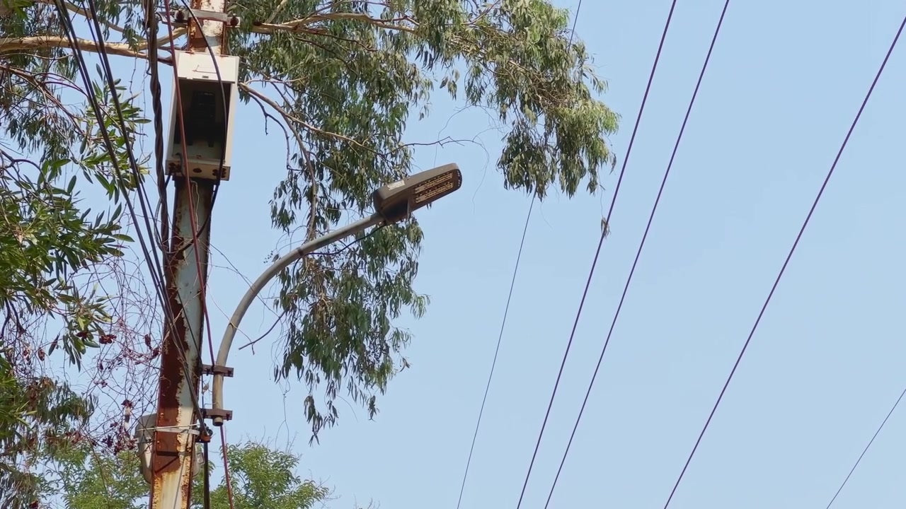 Natural static view of a streetlight mounted on an electric utility pole with overhead power lines trees and clear blue sky in an outdoor urban environment during daylight