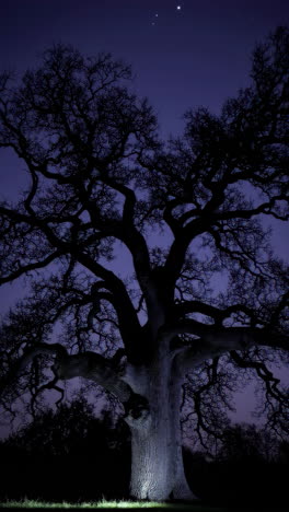 illuminated tree at night