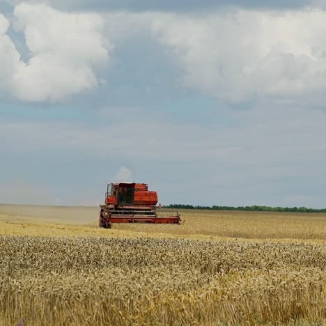 Harvester machine to harvest wheat field working. Combine harvester agriculture machine harvesting golden ripe wheat field. Agriculture