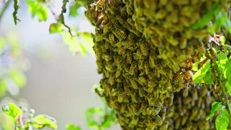 enjambre de abejas melíferas y cubriendo el panal en el árbol de manzana, concepto de vida silvestre