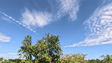 clouds moving over lush green trees