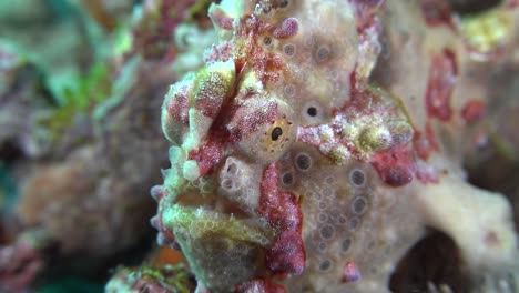 warty red and grey frogfish super close up on coral reef