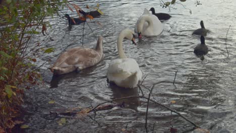 a family of swans feeding in the water surrounded by ducks during a cold autumn day