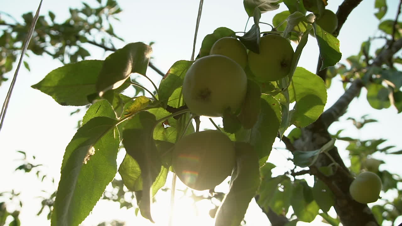 manzanas verdes frescas colgando de un árbol en crecimiento