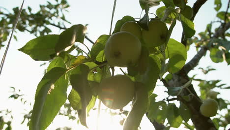 fresh green apples hanging from growing tree